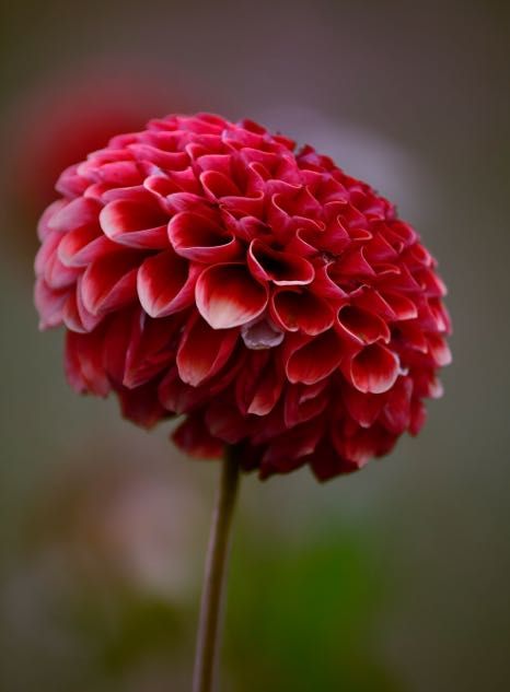 Nikon AF 35-105mm f/3.5-4.5 Nikkor обектив Никон