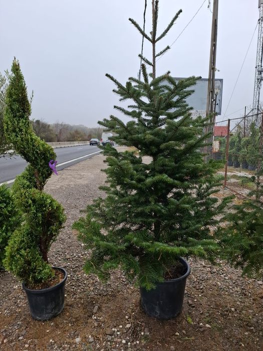 Vând plante ornamentale