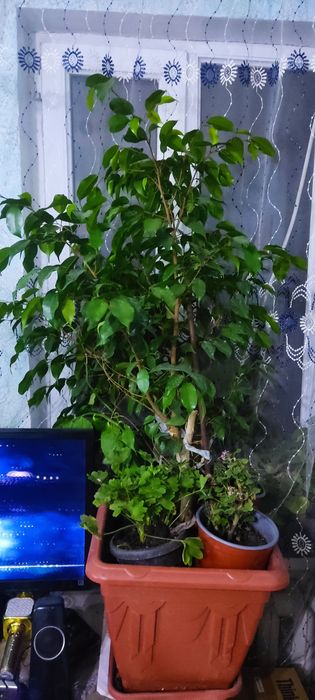 Продам большие комнатные цветы