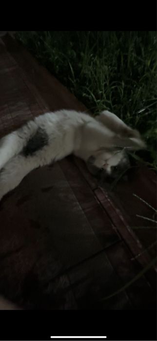 Кошка со всеми документами, ей 1,5года,зовут лаки,мы за нее хотим 200$