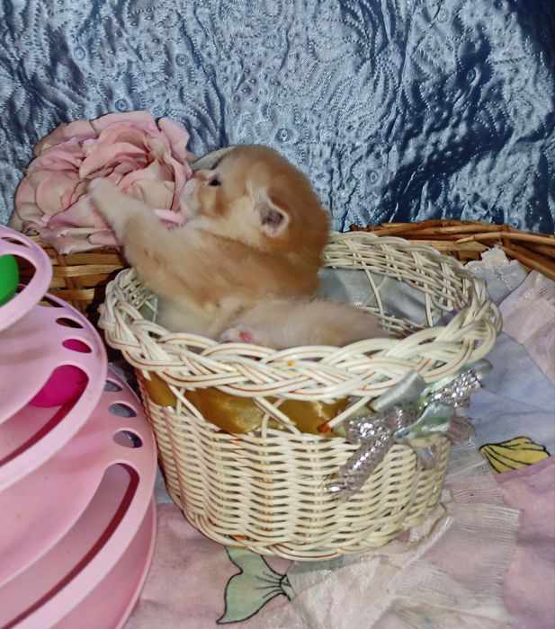 Продается шикарный котенок мальчик, золотая шиншилла.