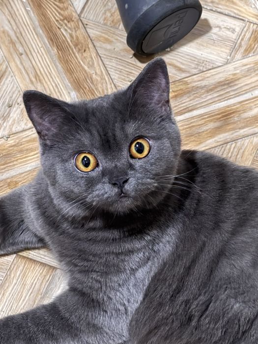 Кошка годовалая с мягкой шерсткой