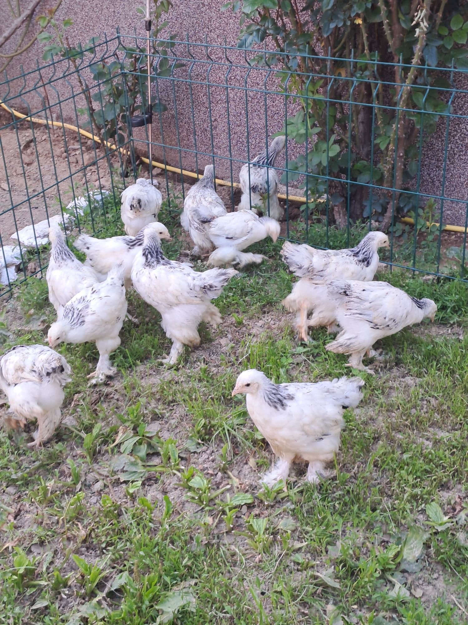 Găini si pui Brahma HD,HDA