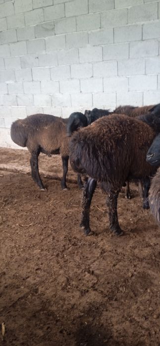 Qochqor qoylar exson va boqish uchun soyish xizmatizmatixam bo       r