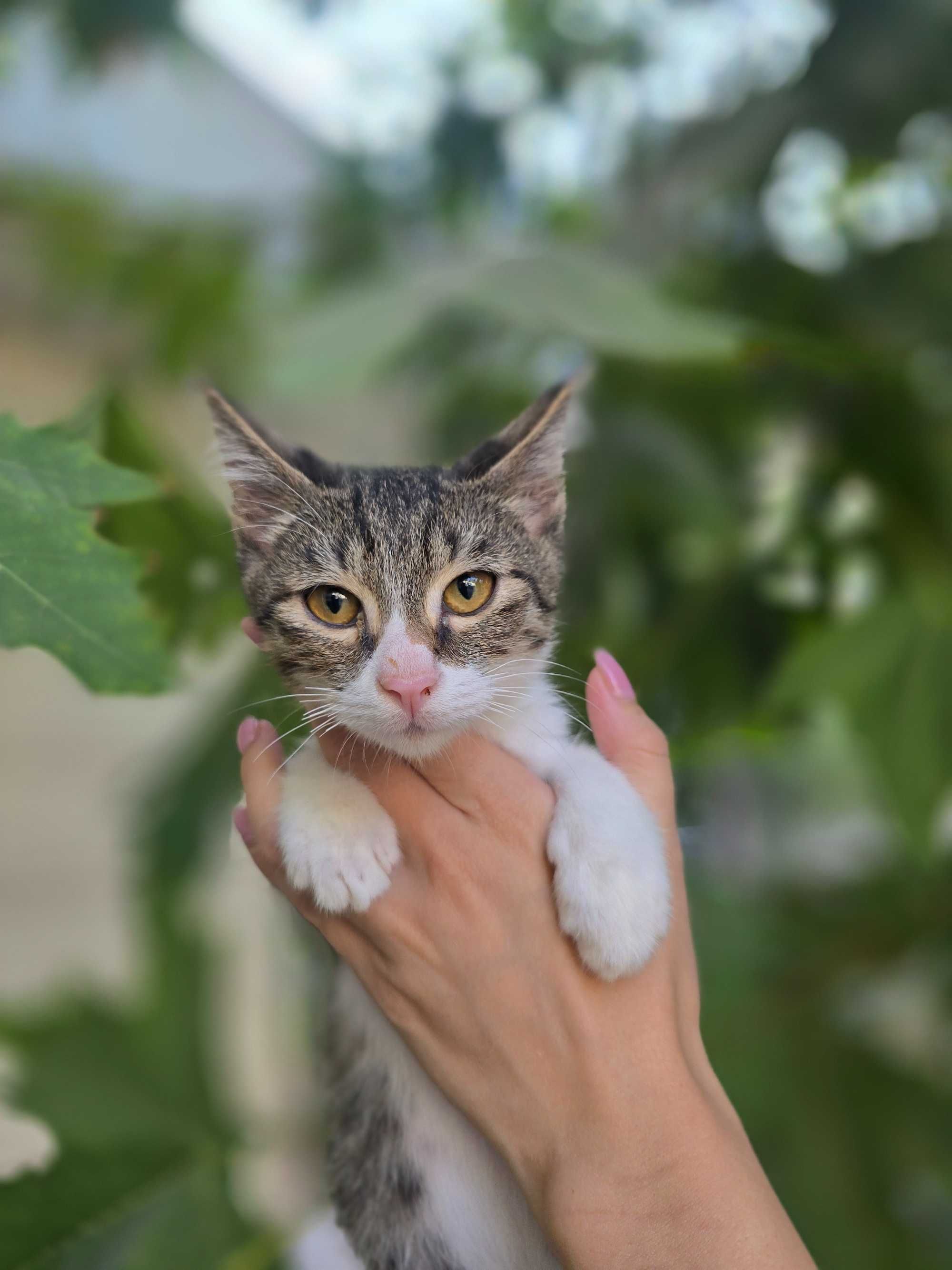 Котёнок, мальчик, 2 месяца