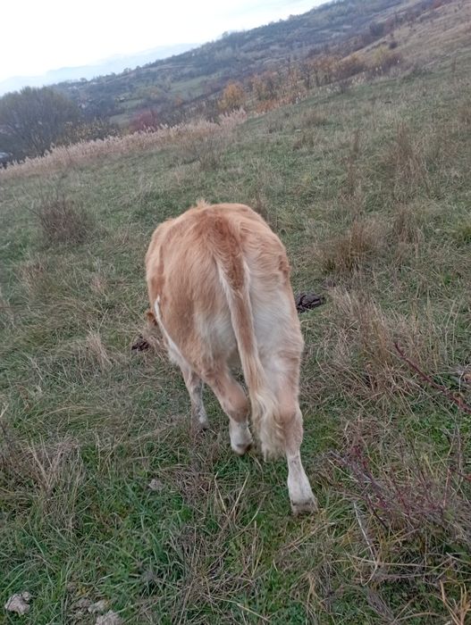 Vând 4 tăurași i și o vițică