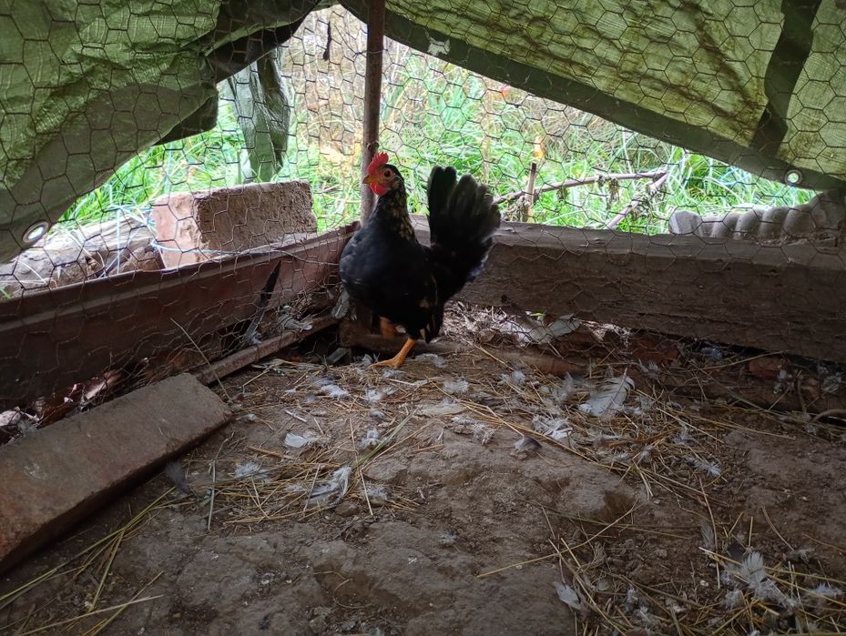 Disponibili din lipsa de spatiu