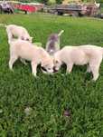Pui de Husky spre adoptie
