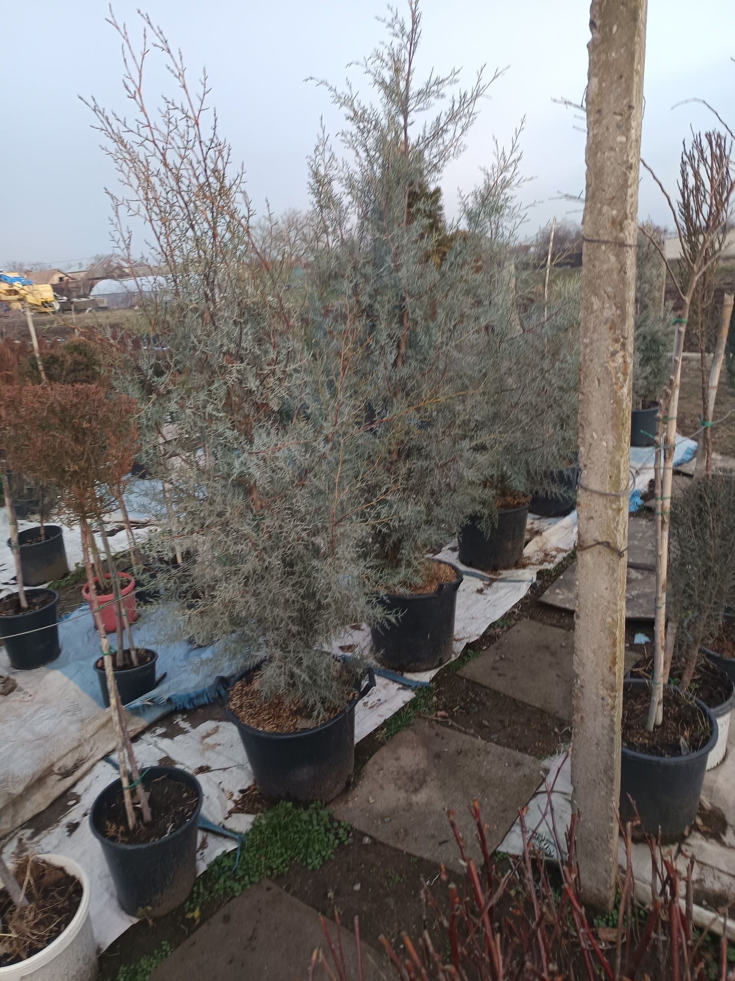 Vând plante ornamentale