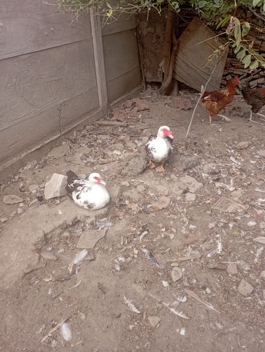 Vand rate mute pe maro