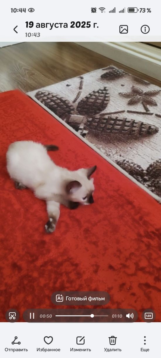 Сиамский котенок