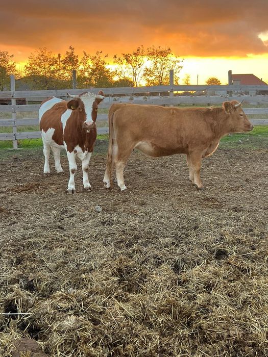 Vaci bălțata românească