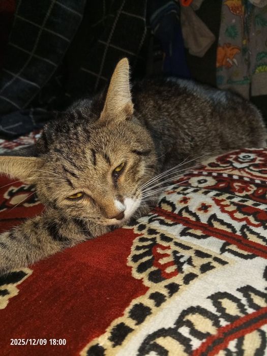 Нужна помощь коту