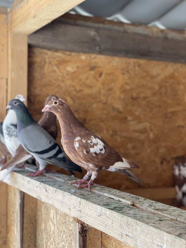Porumbei voiajori meulemans