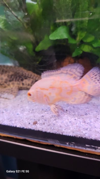 Pui Oskar Gold Albino
