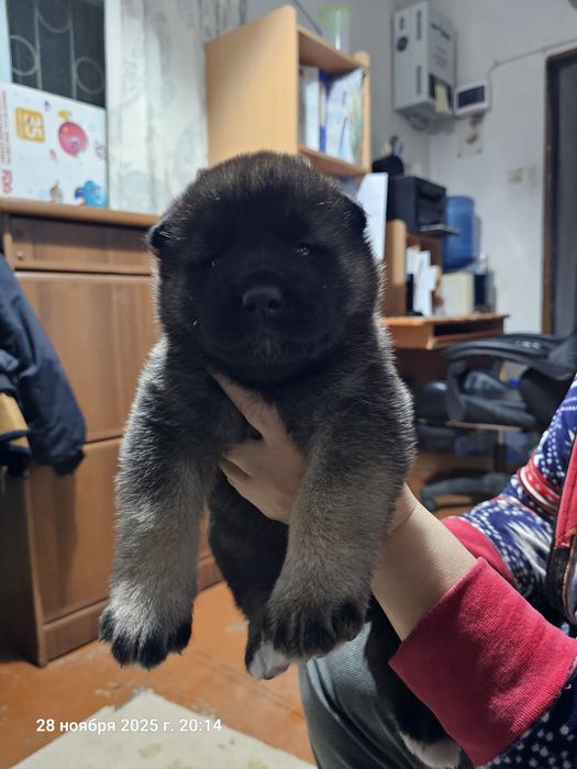 Щенки Американской Акиты