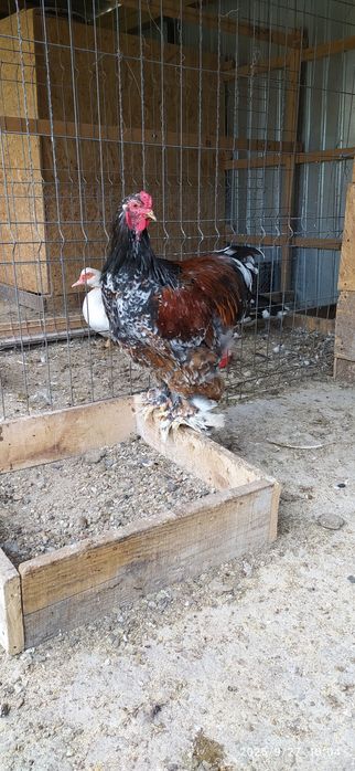 Vând cocoș Brahma Portelan
