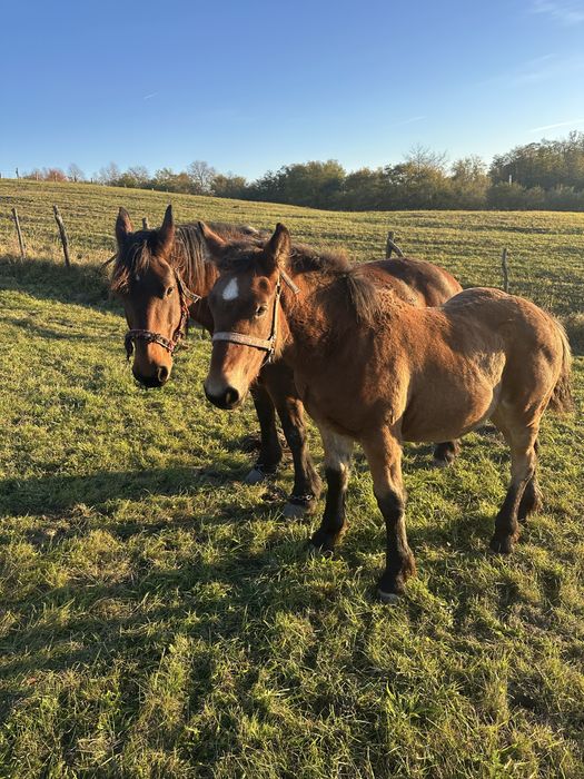 Vand manz de 5 luni!