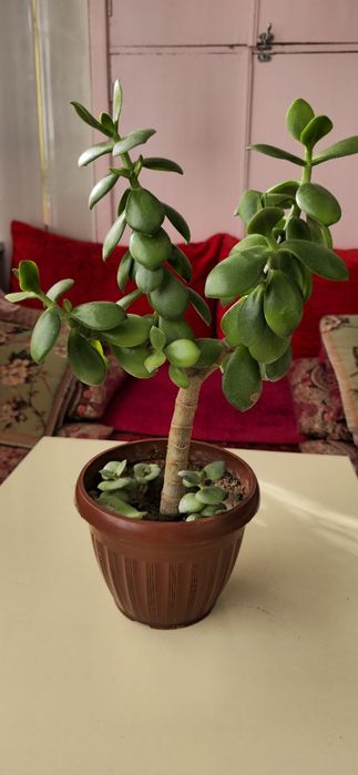 Продаются комнатные цветы