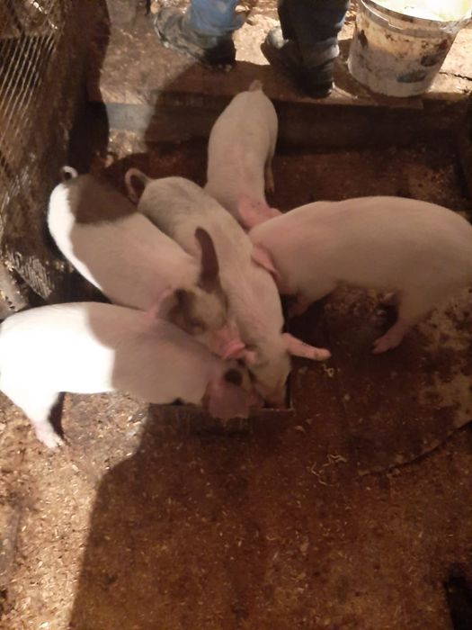 Продам поросят возраст 1 мес,