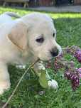 Catelusa Labrador Retriever
