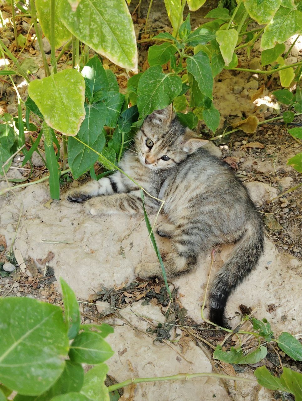 Котята только в добрые руки!