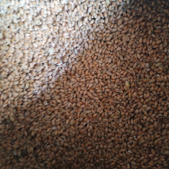 Vând grâu calitatea 1 producție 2025