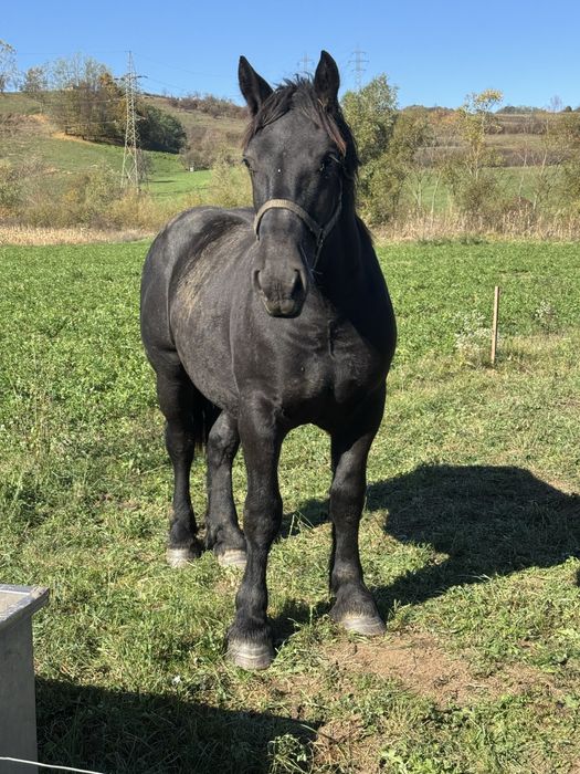 Vand manz negru corb