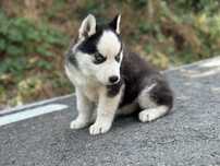 Femela Husky Siberian (exemplar deosebit)!