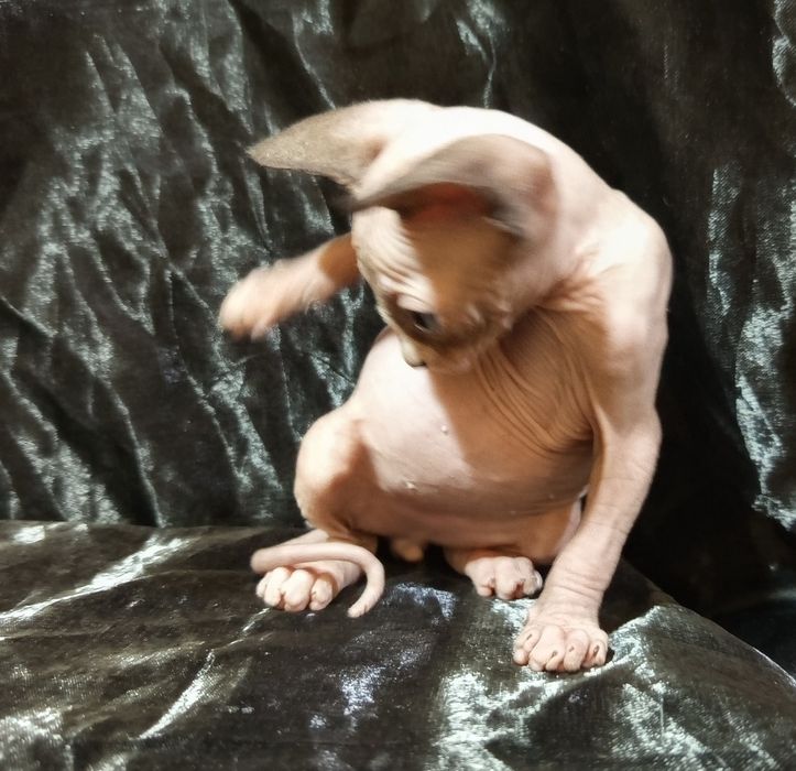 Сфинкс мальчик 1 месяц и 3 недели