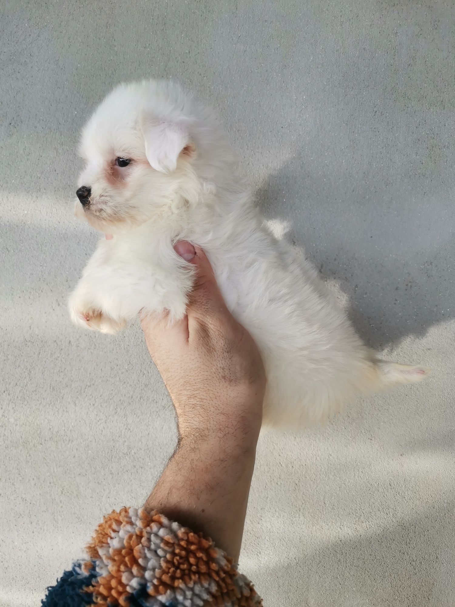 Maltez mini toy 2 lunite