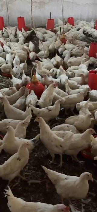 Lomin sindi 104 kunli sotuvda