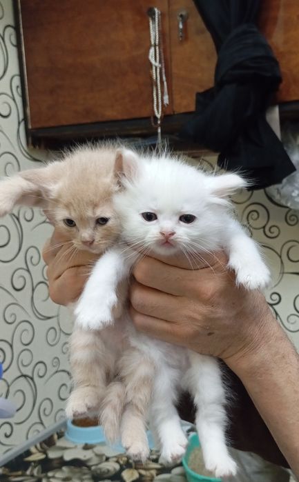 Котята в хорошие руки