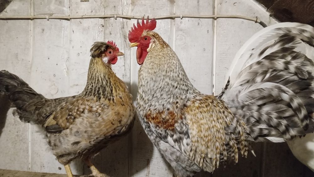 Крем Легбар три кокошки с петел