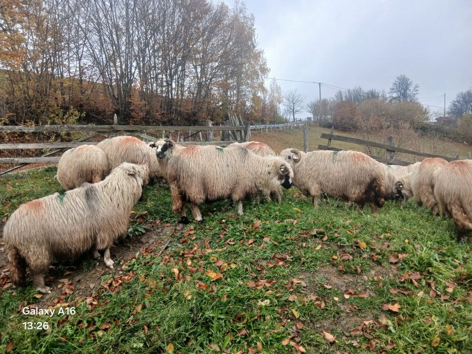 Vînd oi foarte frumoase