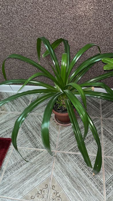 Үй гүлдері комнатные растения