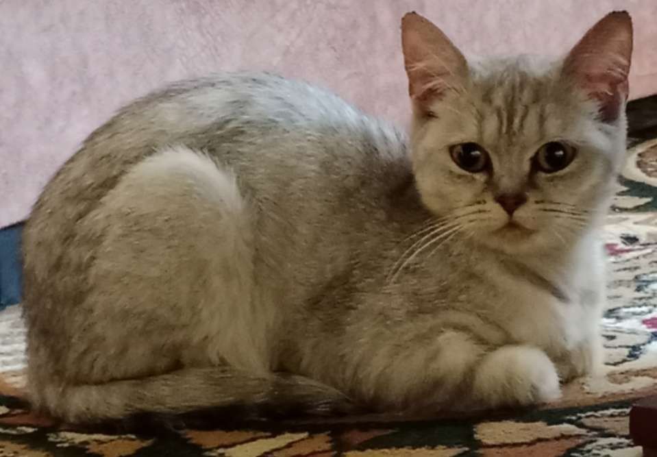 Skottish strayt 1 yosh