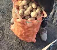 Продается семенной картофель
