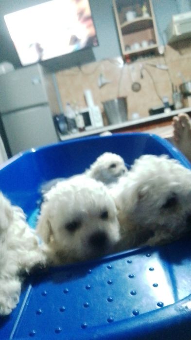 Bisoni drăguți și iubitori