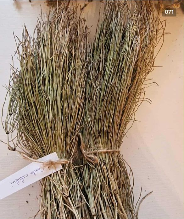 Plante si fructe medicinale