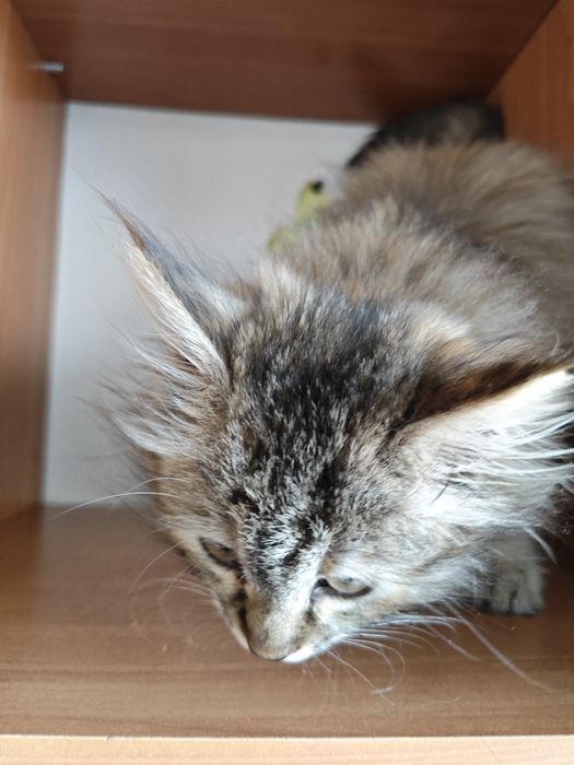 Продается очаровательный котенок породы Мейн-кун (Maine coon)