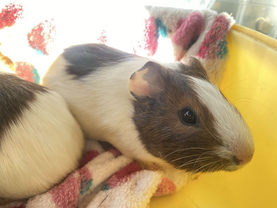 porcusori de guineea!!