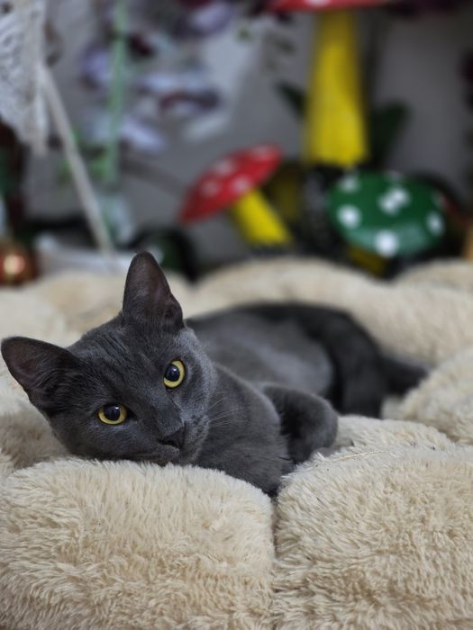 Căutăm un cămin iubitor pentru adorabila pisicuța.