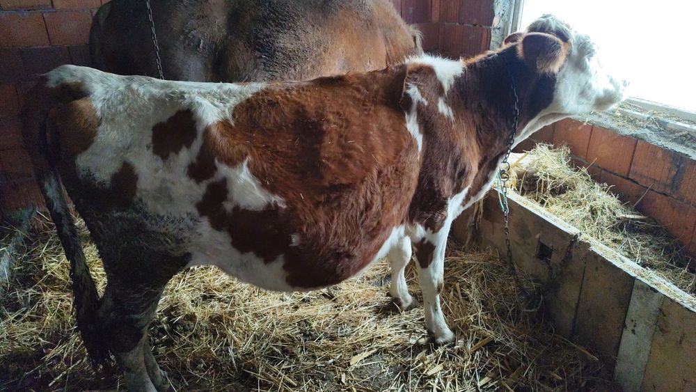 Vaca gestanta 8 luni