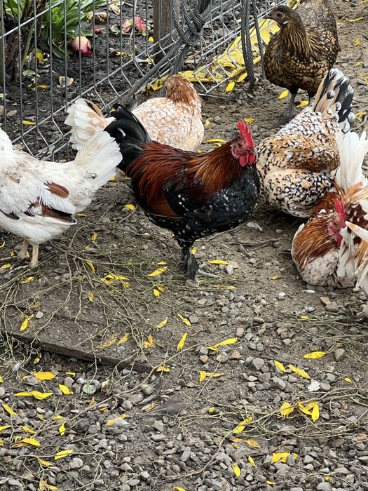 Vand doi cocosi mii de flori