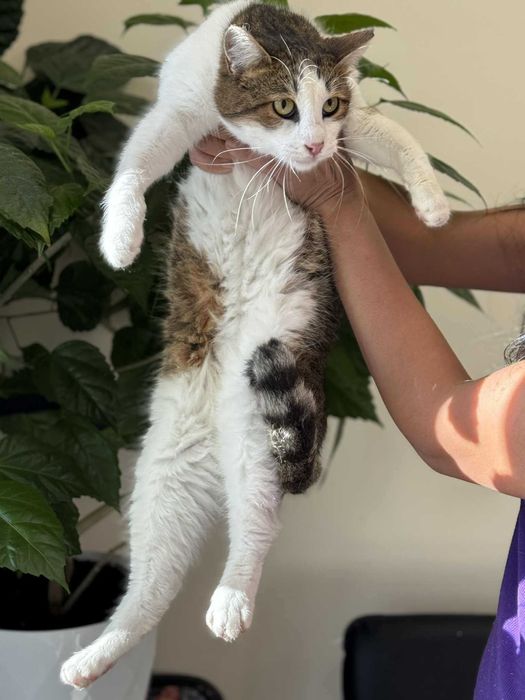 Мъжко коте търси дом