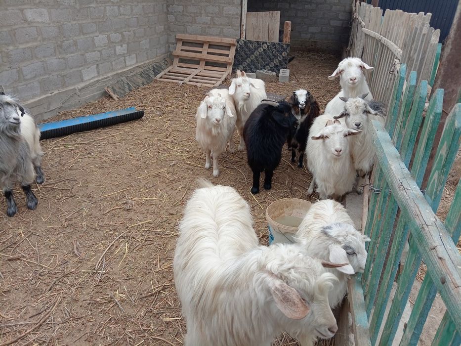 Ешкілер сатылады