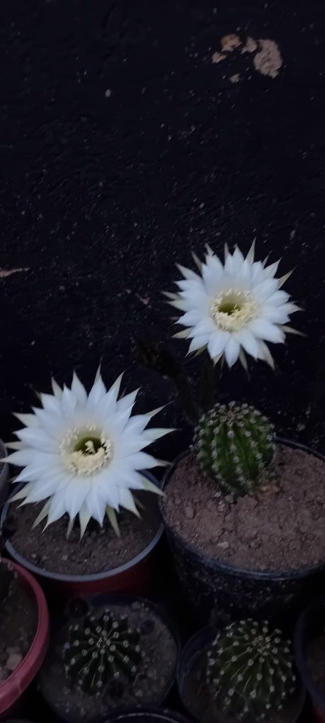 Vând cactus  de glastra