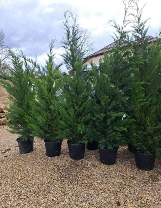 Cupressus leylandii 2.5m - 4m crescuți în ghiveci, super oferta