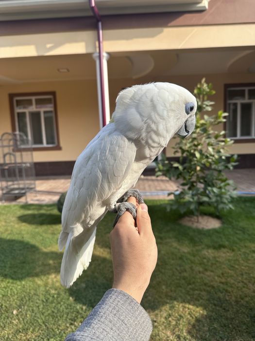 Какаду Голубо Глазый (Blue eyes cockatoo) 5 ойлик куш донга тушкан.